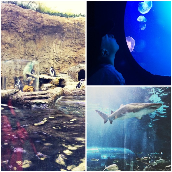 ripleys_aquarium_tn